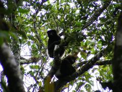 Propithecus edwardsi