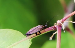 Ectobius erythronotus
