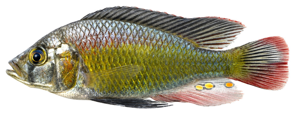 Stappers's haplochromis (Astatotilapia stappersii) — Cichlidae