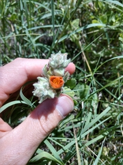 Sphaeralcea lindheimeri