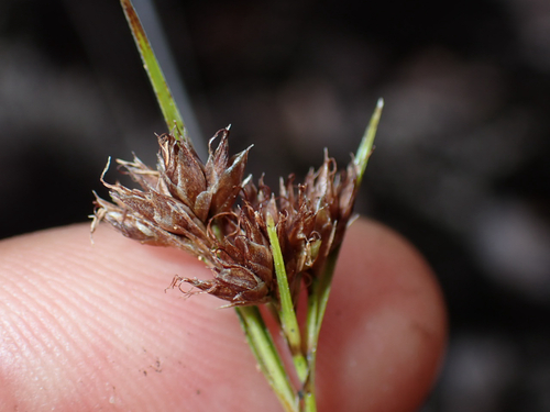 Rhynchospora, 2026-07-12