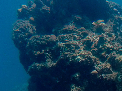 Hemigymnus sexfasciatus