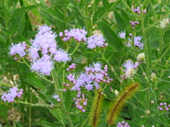 Cyrtocymura scorpioides