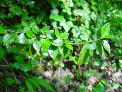 Cotoneaster dielsianus