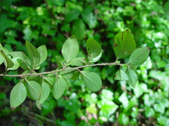 Cotoneaster dielsianus