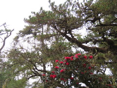 Rhododendron arboreum
