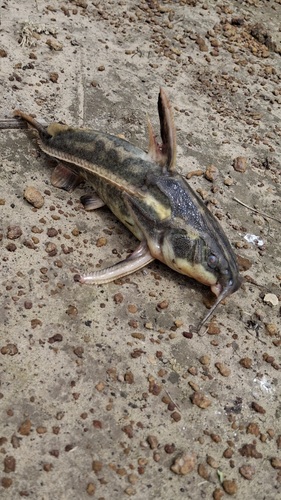 Orinoco thorny catfish (Orinocodoras eigenmanni) — Doradidae