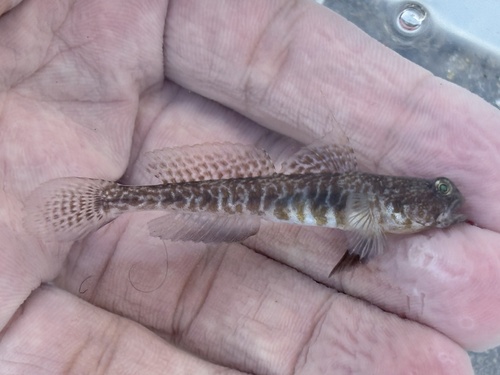 Atlantic shrimp goby (Nes longus) — Gobiidae — 2