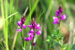 Polygala comosa