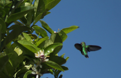 Chlorostilbon lucidus