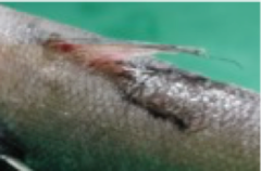 Syscenus infelix