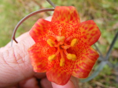 Fritillaria recurva