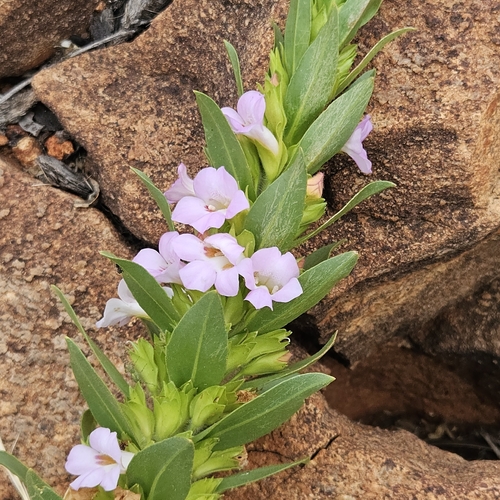 Eremophila elderi observed 2026-07-05