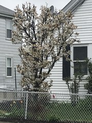 Malus asiatica
