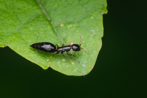 Sclerodermus observed 2026-07-12