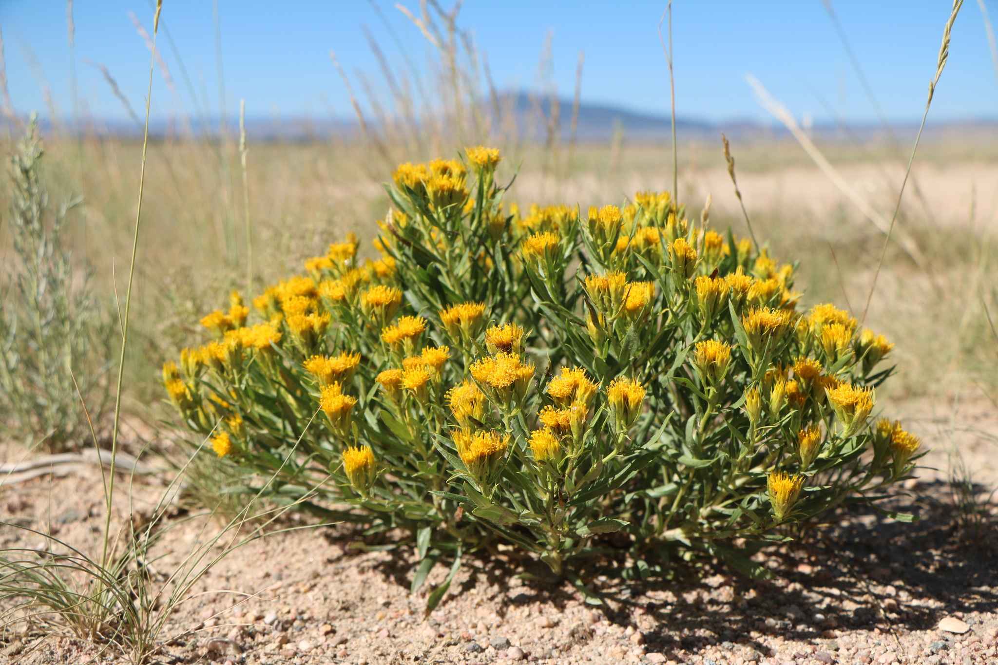 Oonopsis wardii