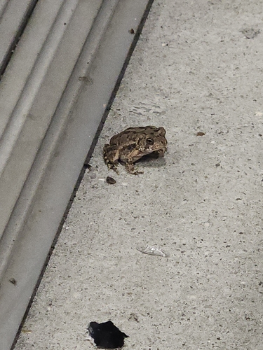 Southern Toad