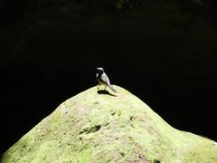 Motacilla flaviventris