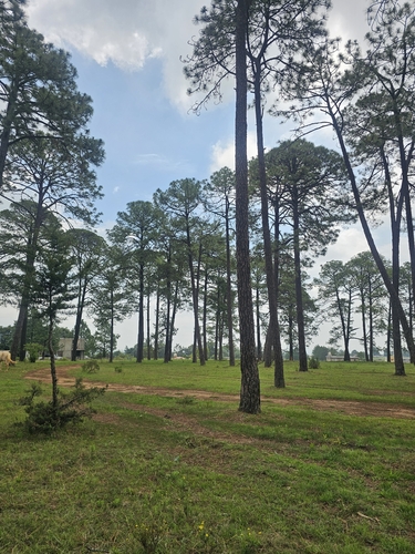 Pinus devoniana