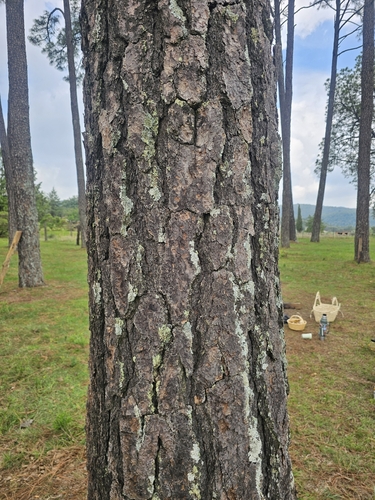 Pinus devoniana, photograph 2