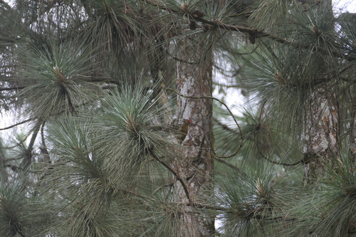 Stripe-cheeked Woodpecker (Piculus callopterus), photo 5
