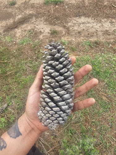 Pinus devoniana, photograph 4