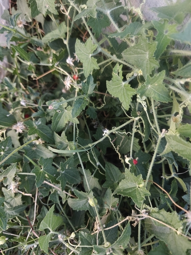 Cucumis maderaspatanus