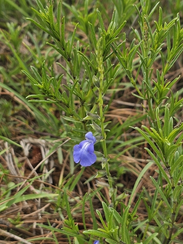 Salvia reptans