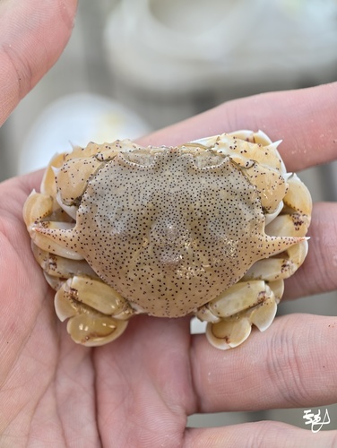 Common Moon Crab