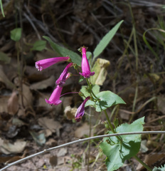 Penstemon pseudospectabilis