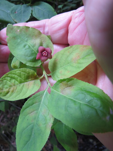 Euonymus occidentalis, photograph 5