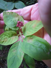 Euonymus occidentalis, photograph (c) Garth Harwood, some rights reserved (CC BY)