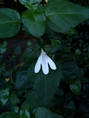 Justicia tubulosa late-ovata