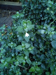 Justicia tubulosa late-ovata
