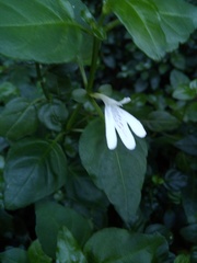 Justicia tubulosa late-ovata
