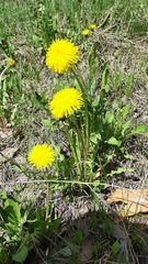 Taraxacum officinale