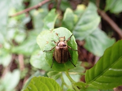 Anomala inconcinna