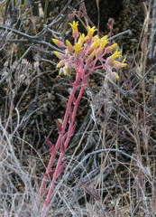 Dudleya saxosa collomiae