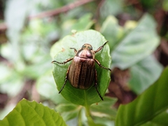 Anomala inconcinna