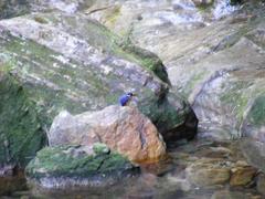 Corythornis vintsioides