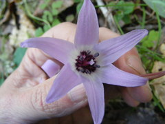 Erythronium hendersonii