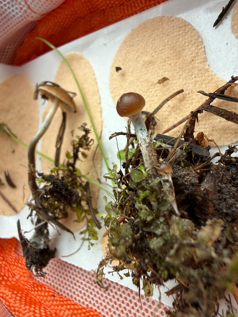 Psilocybe aztecorum · July 2026 · photo: Photo: (c) Michael Tidwell, some rights reserved (CC BY) · iNaturalist