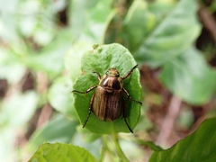 Anomala inconcinna