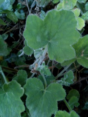 Pelargonium tomentosum