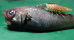 Syscenus infelix