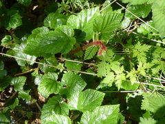 Rubus tricolor