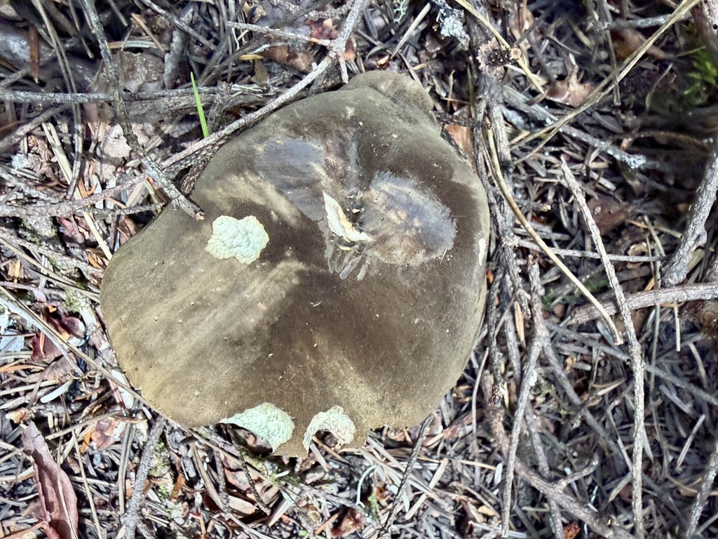 Dusky Bolete