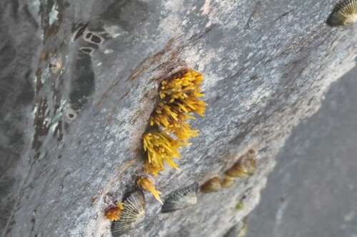 Ahnfeltiopsis observed 2026-07-01