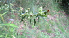 Sida spinosa