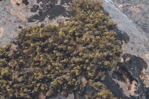Sargassum aquifolium observed 2026-07-01